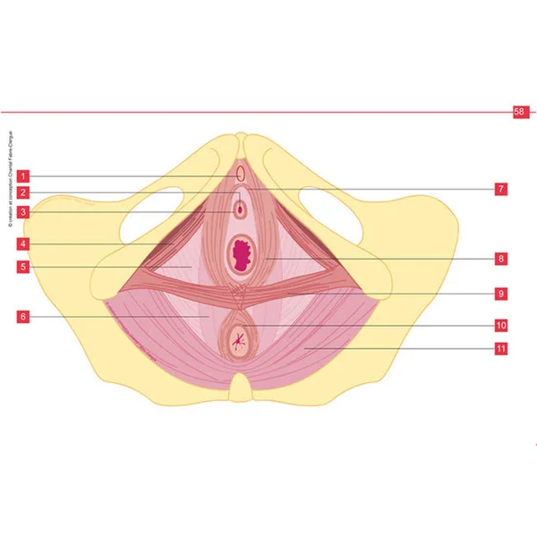 Anatomie simplifiée du périnée féminin