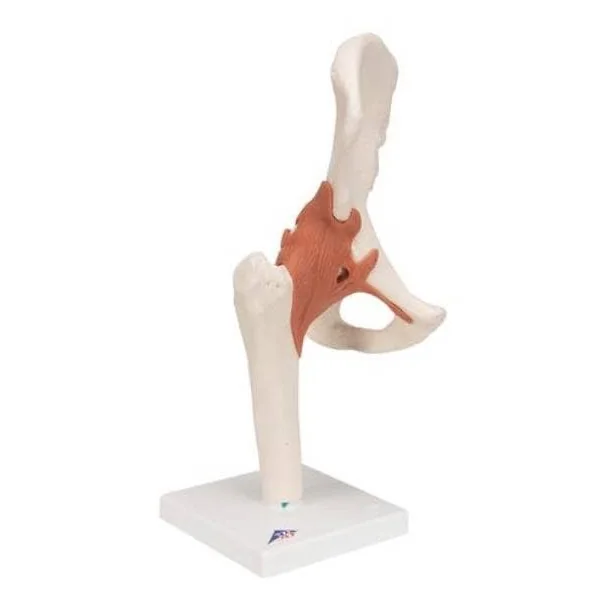 Articulation de la hanche - modèle fonctionnel A81 3B Scientific