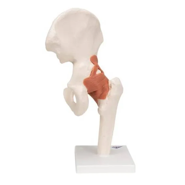 Articulation de la hanche - modèle fonctionnel A81 3B Scientific