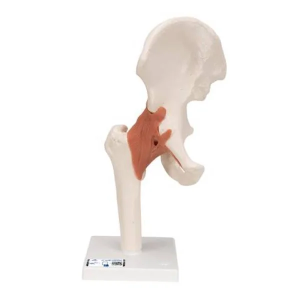 Articulation de la hanche - modèle fonctionnel A81 3B Scientific