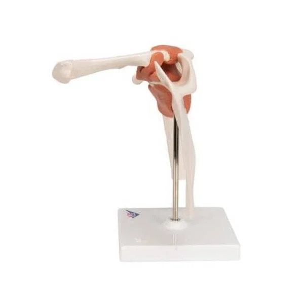 Articulation de l'épaule - modèle fonctionnel A81 3B Scientific