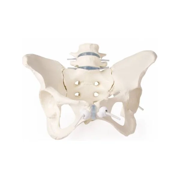 Bassin féminin avec sacrum et vertèbre (modèle flexible) Erler Zimmer 4058G
