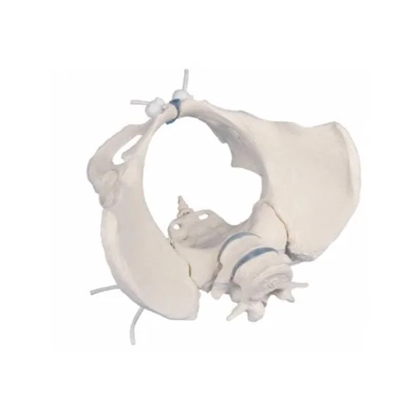 Bassin féminin avec sacrum et vertèbre (modèle flexible) Erler Zimmer 4058G