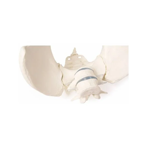 Bassin féminin avec sacrum et vertèbre (modèle flexible) Erler Zimmer 4058G