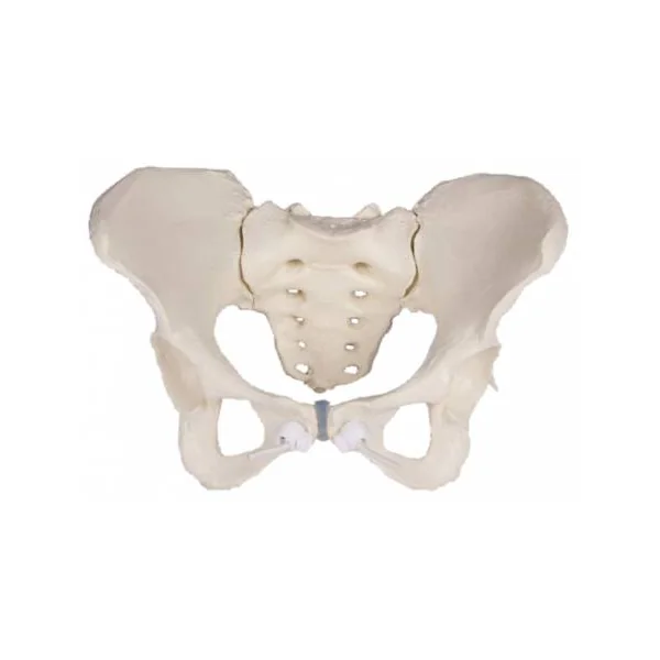 Bassin féminin avec sacrum (modèle flexible) Erler Zimmer 4054G