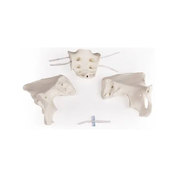 Bassin féminin avec sacrum (modèle flexible) Erler Zimmer 4054G