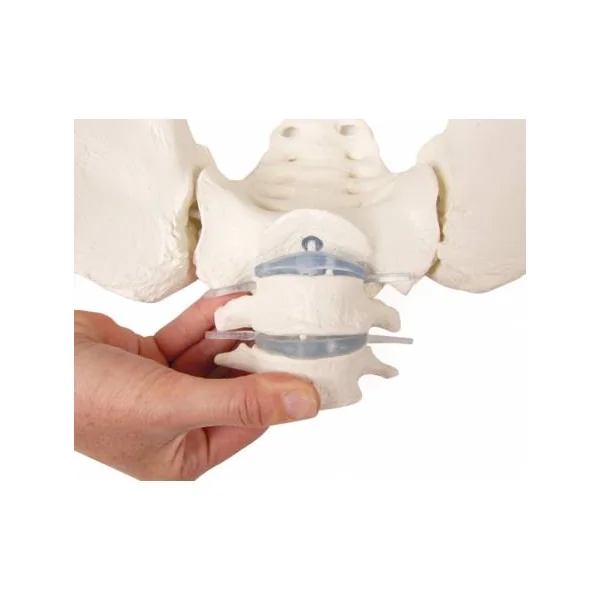 Bassin féminin avec sacrum, vertèbres et cuisse (modèle flexible) Erler Zimmer 4059G