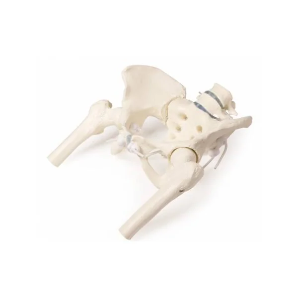 Bassin féminin avec sacrum, vertèbres et cuisse (modèle flexible) Erler Zimmer 4059G