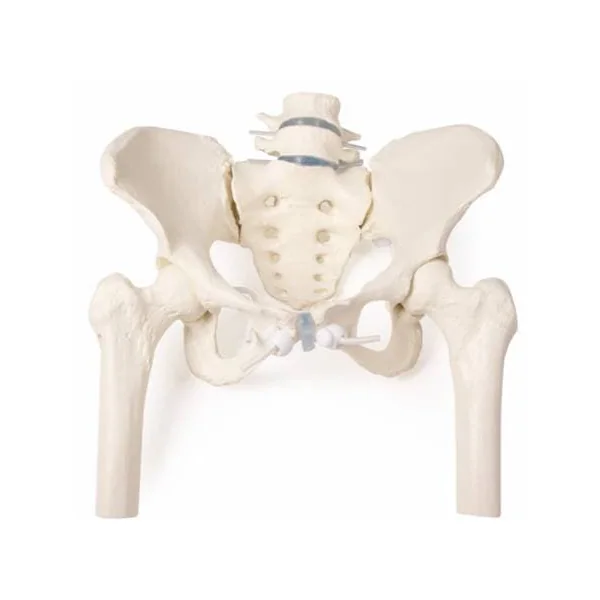 Bassin féminin avec sacrum, vertèbres et cuisse (modèle flexible) Erler Zimmer 4059G