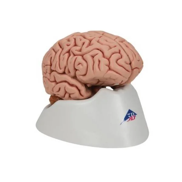 Cerveau classique - en 5 parties
