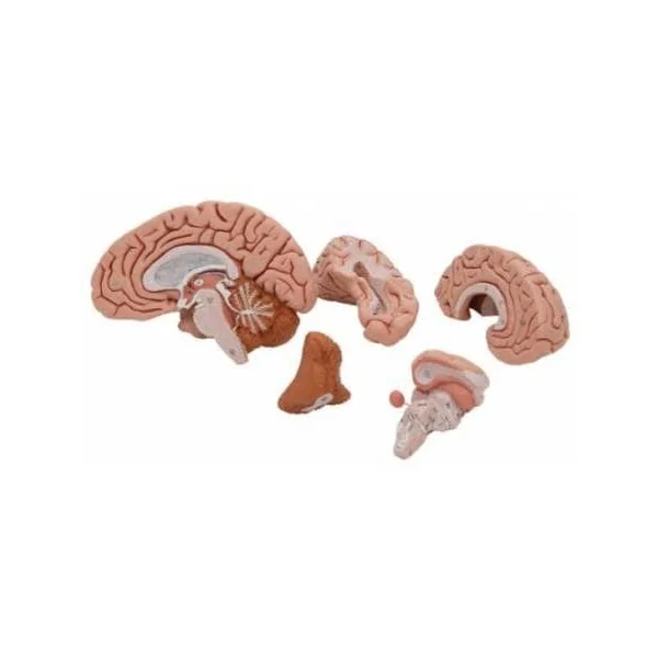 Cerveau classique - en 5 parties