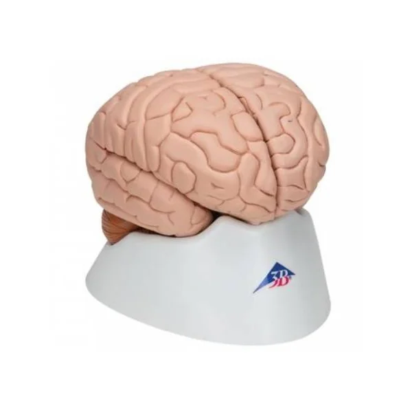 Cerveau - en 8 parties