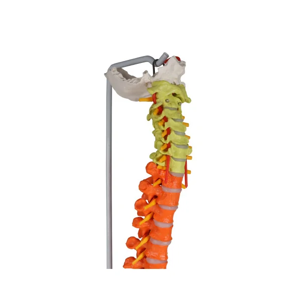 Colonne vertébrale flexible, taille réelle, type didactique