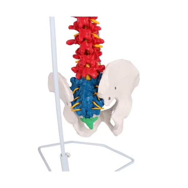 Colonne vertébrale flexible, taille réelle, type didactique
