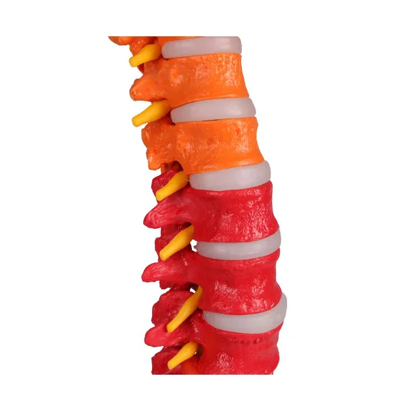 Colonne vertébrale flexible, taille réelle, type didactique