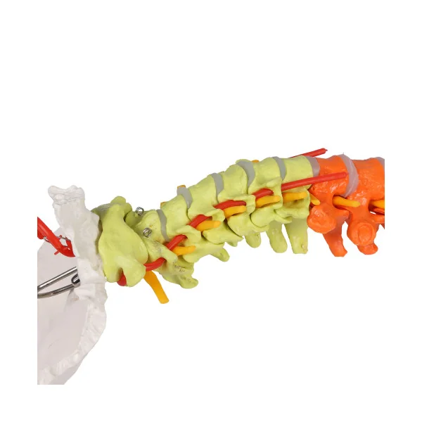 Colonne vertébrale flexible, taille réelle, type didactique