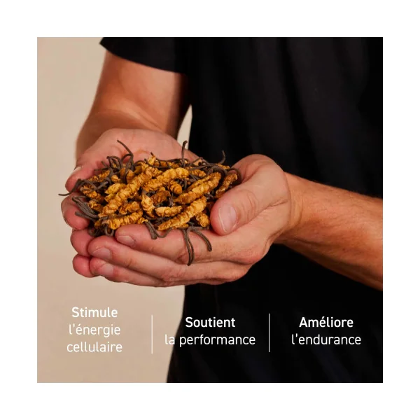 Complément alimentaire à base d'extraits de Cordyceps bio
