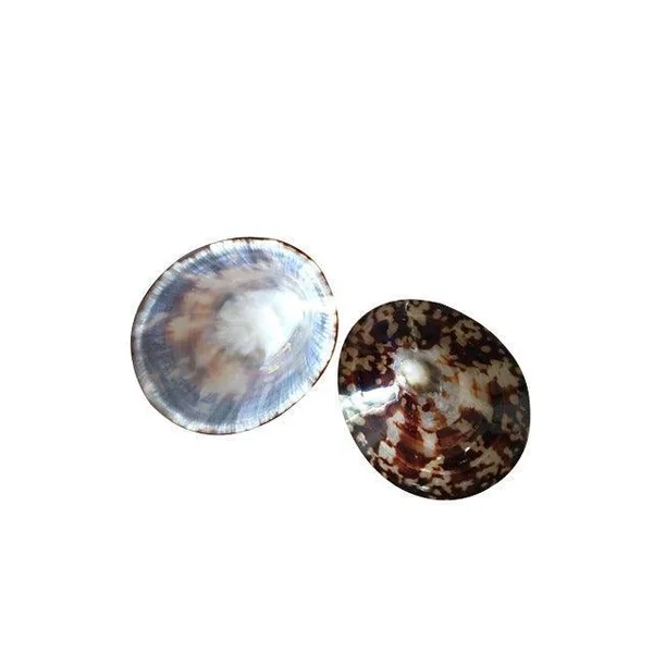 Coquillage d'Allaitement