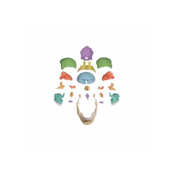Crâne désarticulable, 22 pièces, type didactique Erler Zimmer 4708
