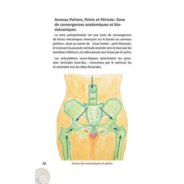 Le périnée féminin douloureux