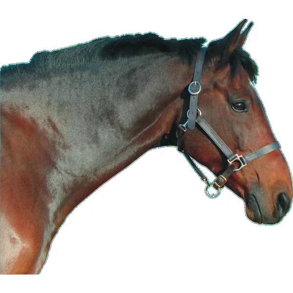 Licol en cuir huilé marron pour cheval PASSIONAL