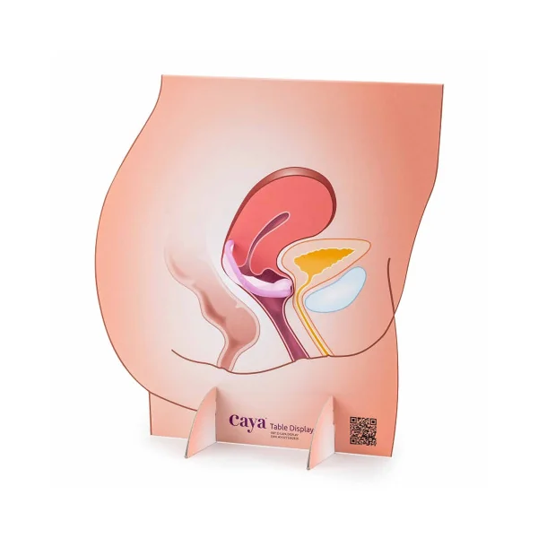 Location Représentation de l'appareil génital féminin avec un diaphragme en carton