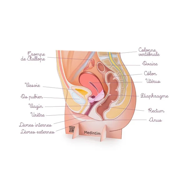 Location Représentation de l'appareil génital féminin avec un diaphragme en carton