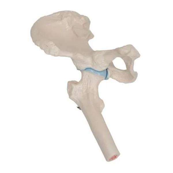 Mini-articulation de la hanche avec coupe transversale, sur socle A84/1 3B Scientific