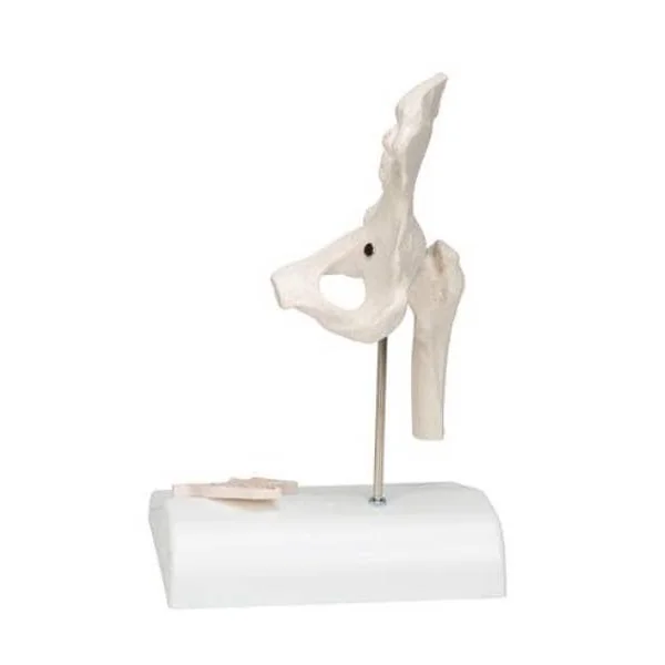 Mini-articulation de la hanche avec coupe transversale, sur socle A84/1 3B Scientific
