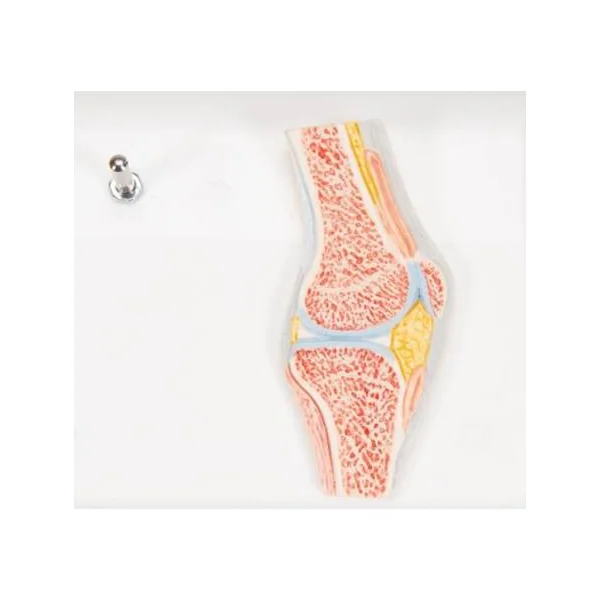 Mini-articulation du genou avec coupe transversale A85/1 3B Scientific