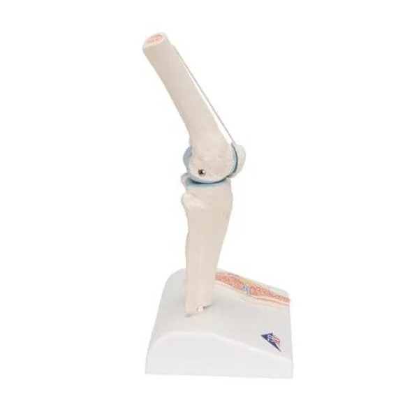 Mini-articulation du genou avec coupe transversale A85/1 3B Scientific