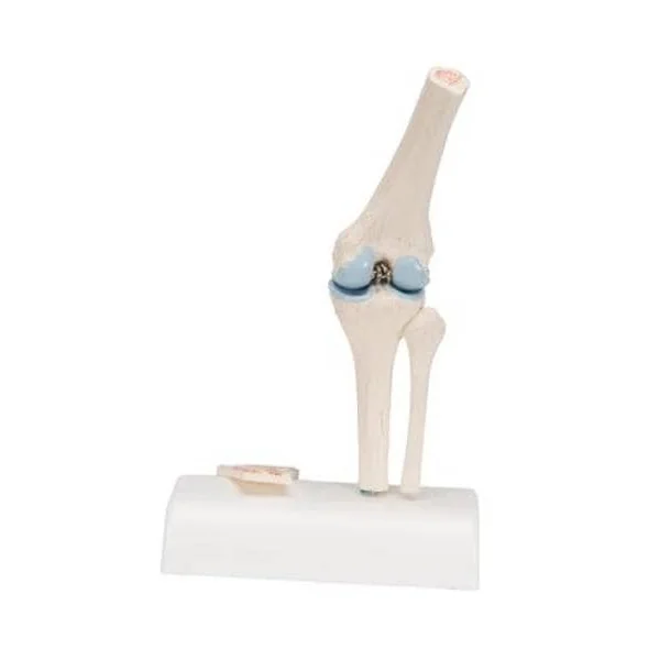Mini-articulation du genou avec coupe transversale A85/1 3B Scientific
