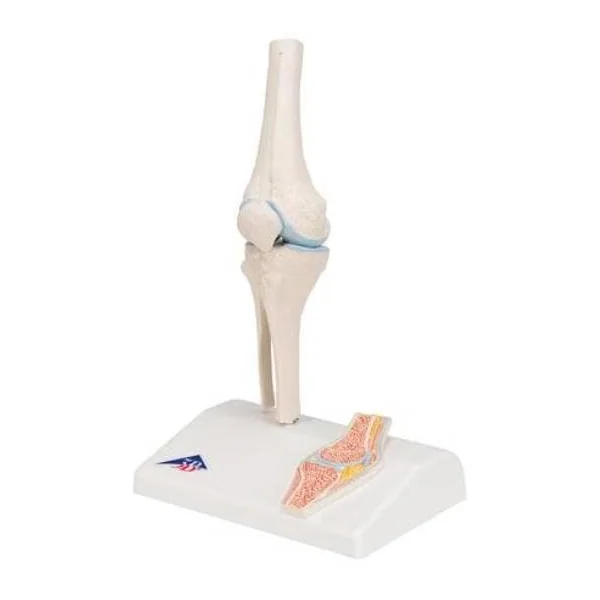 Mini-articulation du genou avec coupe transversale A85/1 3B Scientific