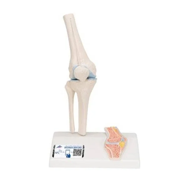 Mini-articulation du genou avec coupe transversale A85/1 3B Scientific