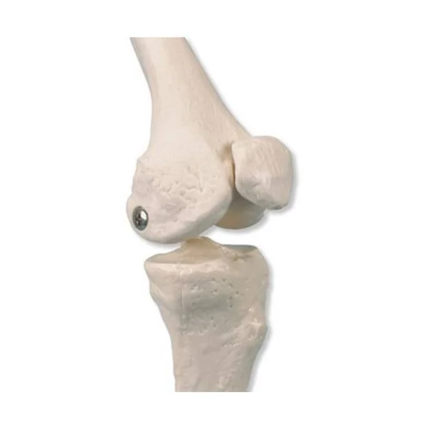 Minisquelette Shorty avec muscles peints - sur socle A18/5 3B Scientific