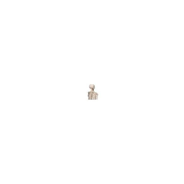 Mini-squelette Shorty - sur socle A18 3B Scientific A18 3B Scientific
