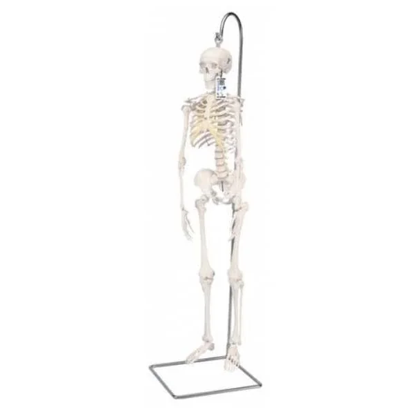 Mini-squelette Shorty - suspendu sur support A18/1 3B Scientific