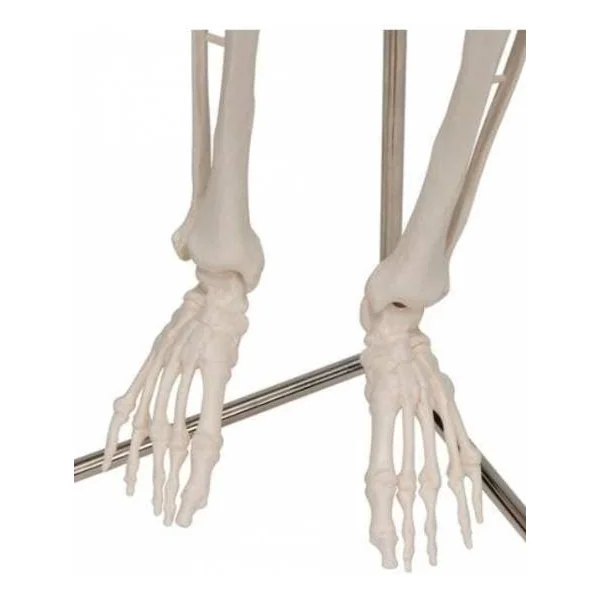Mini-squelette Shorty - suspendu sur support A18/1 3B Scientific