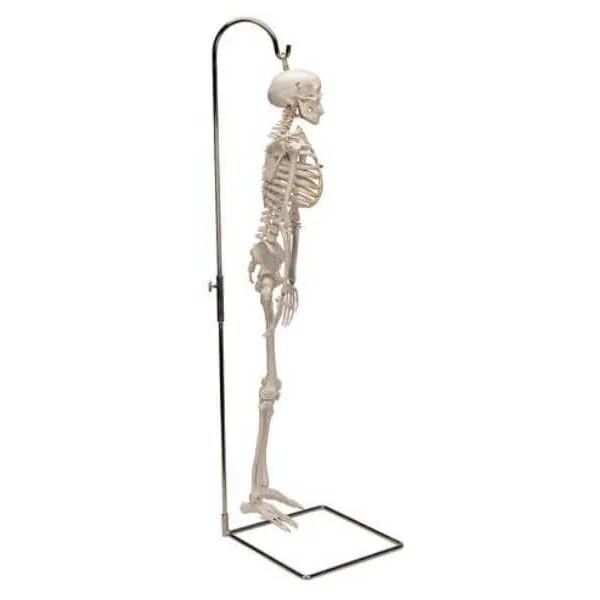 Mini-squelette Shorty - suspendu sur support A18/1 3B Scientific