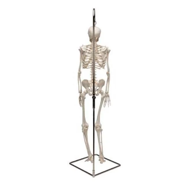 Mini-squelette Shorty - suspendu sur support A18/1 3B Scientific
