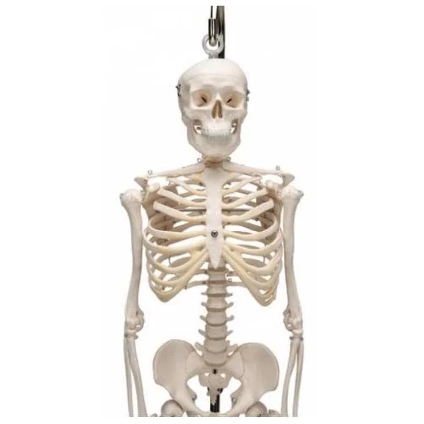 Mini-squelette Shorty - suspendu sur support A18/1 3B Scientific