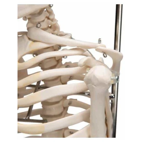 Mini-squelette Shorty - suspendu sur support A18/1 3B Scientific