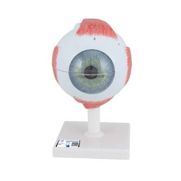 Modèle anatomique de l'oeil - agrandi 5 fois - 6 parties F10 3B Scientific