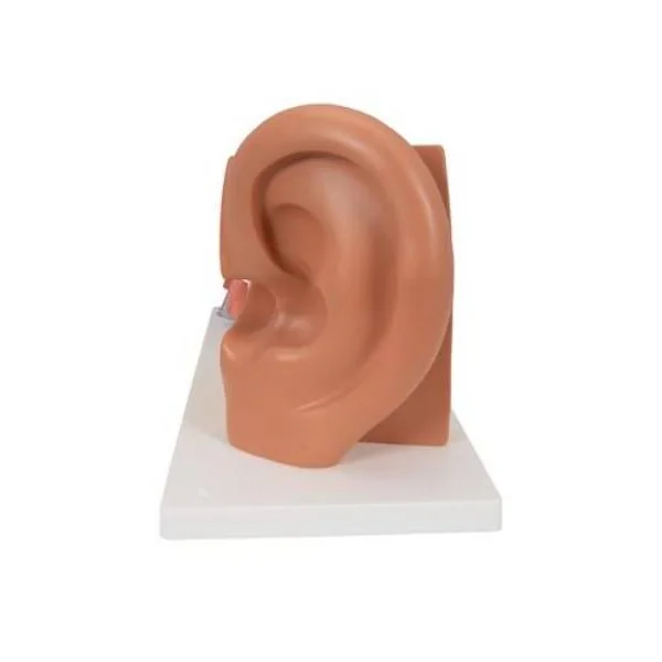 Modèle anatomique de l'oreille - agrandie 3 fois - 4 parties E10 3B Scientific