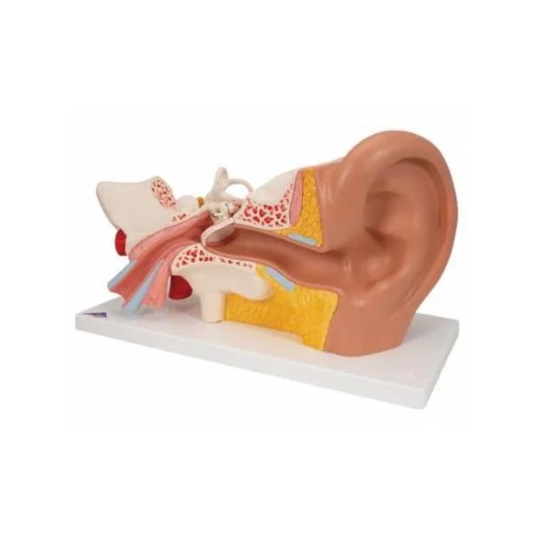 Modèle anatomique de l'oreille - agrandie 3 fois - 4 parties E10 3B Scientific