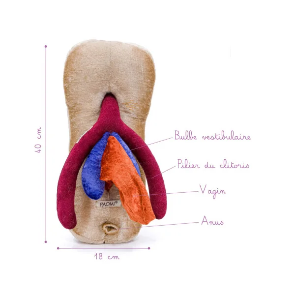Modèle anatomique de Vagin + Vulve + Clitoris + Anus en peluche XXL