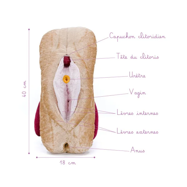 Modèle anatomique de Vagin + Vulve + Clitoris + Anus en peluche XXL