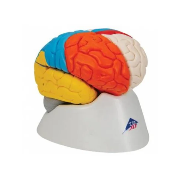 Modèle anatomique des fonctions du cerveau en 8 parties C22 3B Scientific