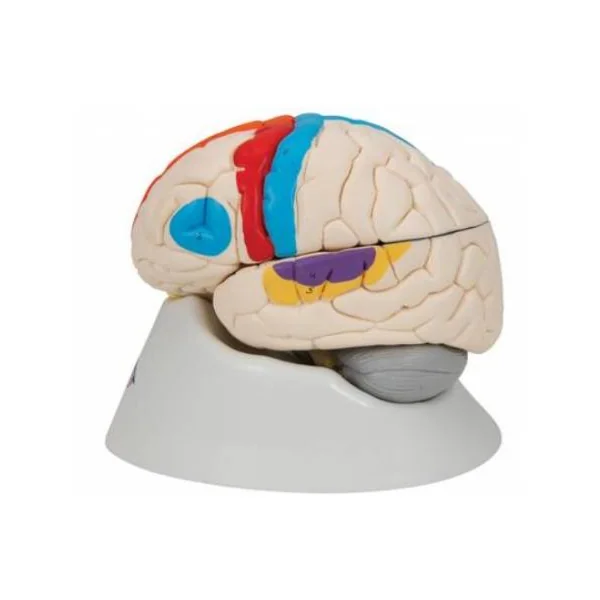 Modèle anatomique des fonctions du cerveau en 8 parties C22 3B Scientific
