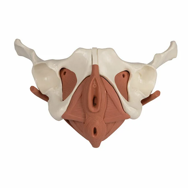 Modèle anatomique du périnée de la femme en 12 éléments